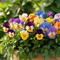 HẠT GIỐNG VIOLA MIX- HOA BƯỚM
