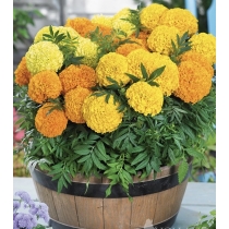 HẠT GIỐNG AMERICAN MARIGOLD MIX- VẠN THỌ MỸ