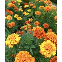 HẠT GIỐNG FRENCH MARIGOLD MIX- VẠN THỌ PHÁP