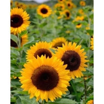 HẠT GIỐNG HELIANTHUS SORAYA- HƯỚNG DƯƠNG CAM