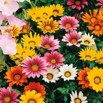 HẠT GIỐNG GAZANIA MIX- CÚC GAZANIA