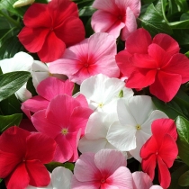 VINCA MIX- DỪA CẠN