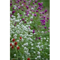 HẠT GIỐNG GOMEPHRENA MIX- CÚC NÚT ÁO