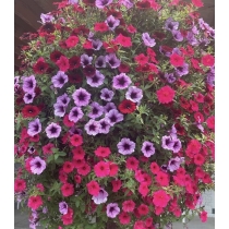 HẠT GIỐNG PETUNIA MIX- DẠ YÊN THẢO