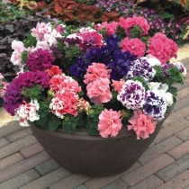 HẠT GIỐNG PETUNIA DOUBLE MIX - DẠ YÊN THẢO KÉP