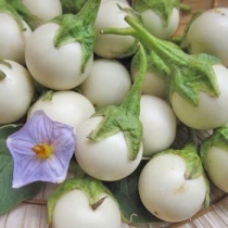 HẠT GIỐNG CÀ PHÁO TRẮNG
