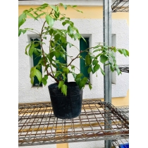 CÂY GIỐNG KHẾ NGỌT THÁI