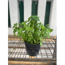 BẠC HÀ MINT